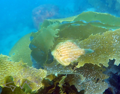 Brachaluteres jacksonianus