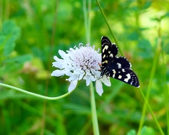 Phalaenoides tristifica