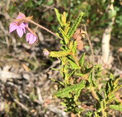 Thomasia petalocalyx