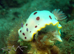 Goniobranchus splendidus