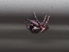 Simaethina