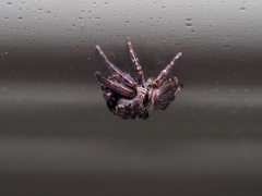 Simaethina