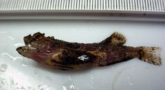 Hemitripterus americanus