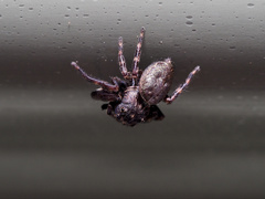 Simaethina