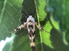 Stathmopoda melanochra