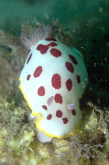 Goniobranchus splendidus