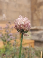 Pucciniaceae