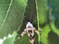 Stathmopoda melanochra