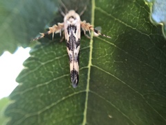 Stathmopoda melanochra