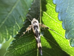 Stathmopoda melanochra