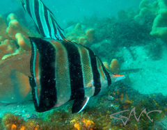 Chelmonops truncatus