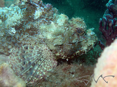 Scorpaena jacksoniensis