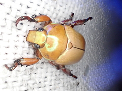 Anoplognathus montanus