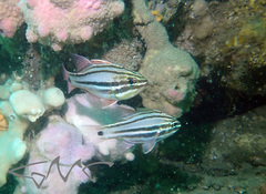 Ostorhinchus limenus