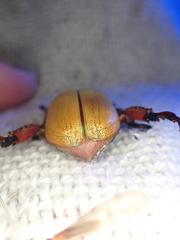 Anoplognathus montanus