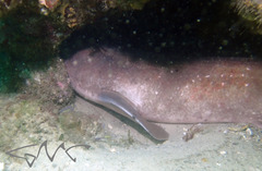 Brachaelurus waddi