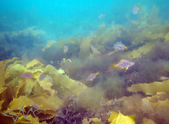 Atypichthys strigatus