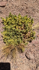 Azorella trisecta