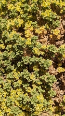 Azorella trisecta