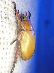 Anoplognathus montanus