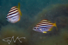 Atypichthys strigatus