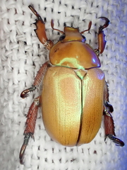 Anoplognathus montanus