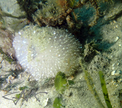 Polycitor giganteus
