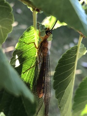 Nymphes