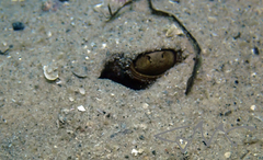 Trygonoptera testacea