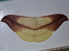 Tridrepana argentistriga