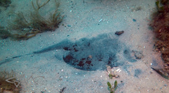 Trygonoptera testacea