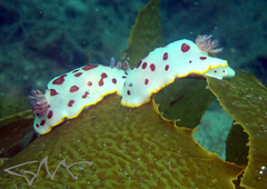 Goniobranchus splendidus