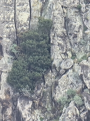 Juniperus canariensis