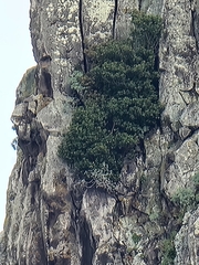 Juniperus canariensis