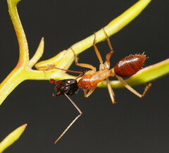 Camponotus nigriceps