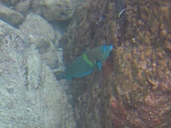 Anampses caeruleopunctatus