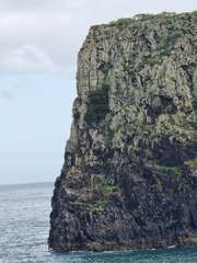 Juniperus canariensis