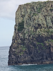 Juniperus canariensis