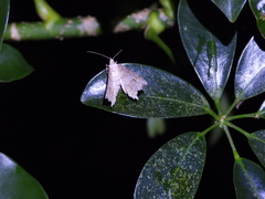 Semiothisops macariata