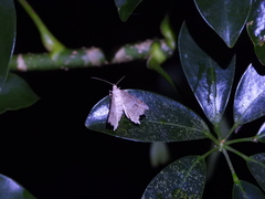 Semiothisops macariata