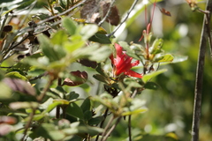 Rhododendron oldhamii