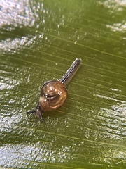 Ovachlamys