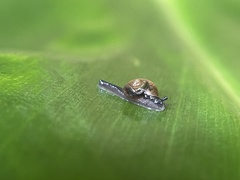 Ovachlamys