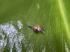 Ovachlamys
