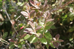 Rhododendron oldhamii