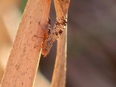 Austrotephritis poenia