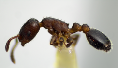 Temnothorax schaumii