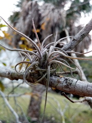 Tillandsia recurvata