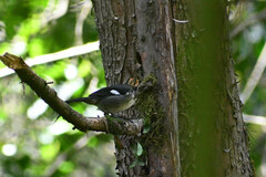 Atlapetes leucopterus