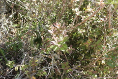 Rhododendron oldhamii
